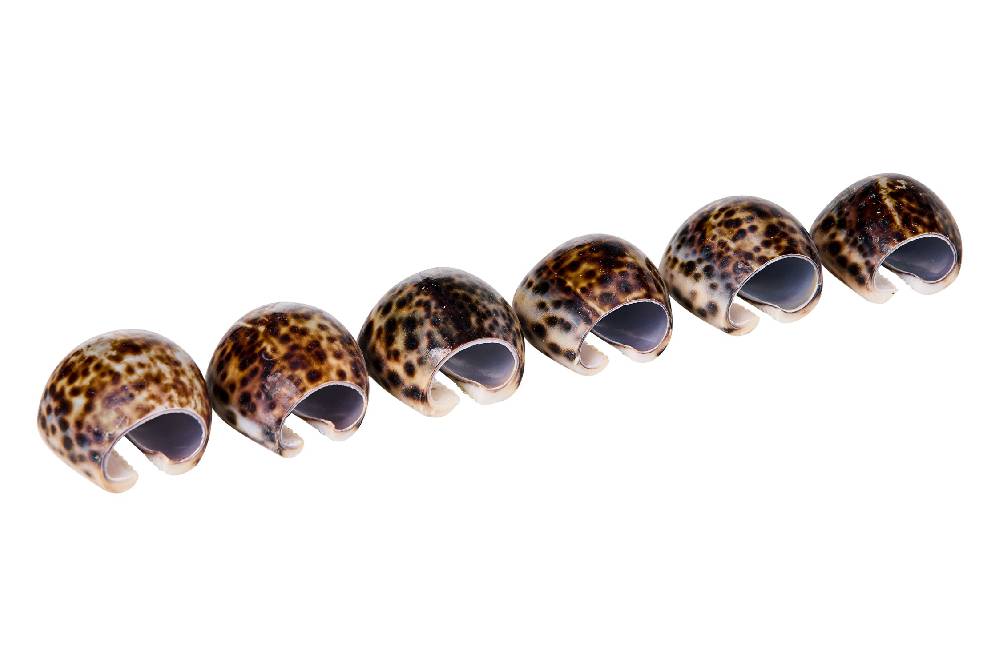 Novità Home Spotted Shells - Legatovaglioli Set 1/6 In vendita